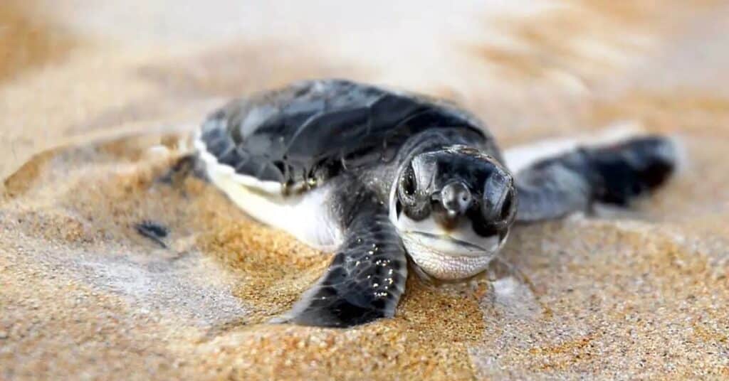 Bali Beach Turtle Society