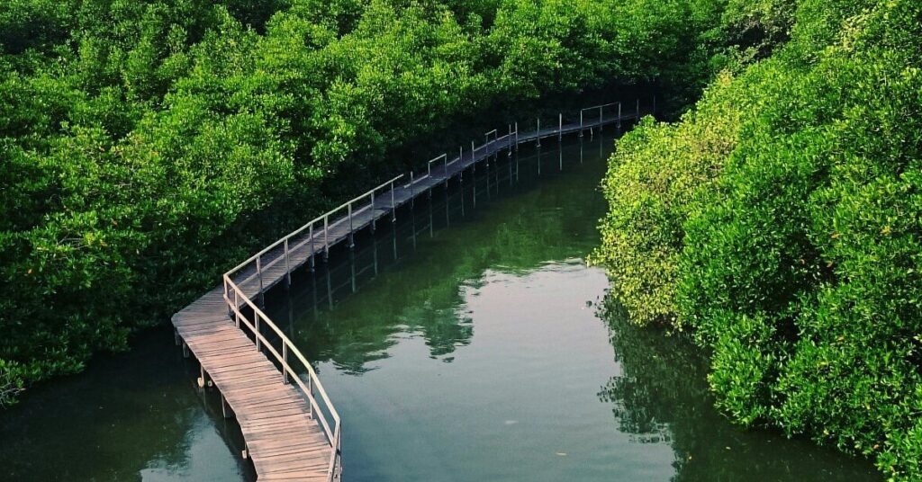 Mangrove Forest Bali