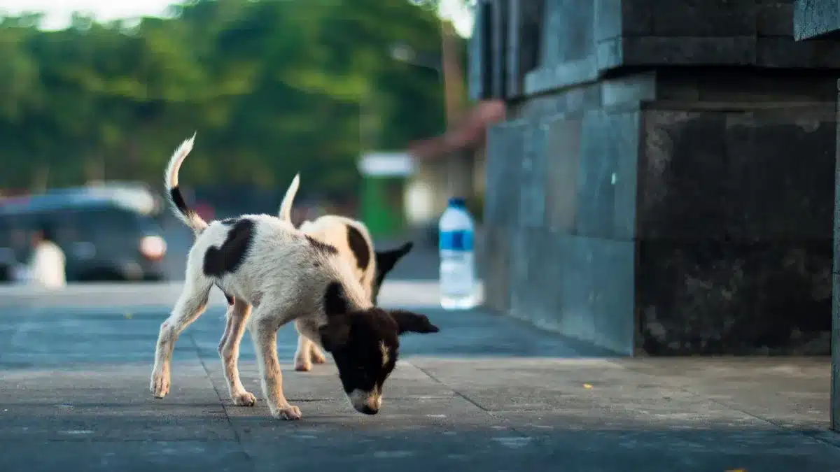 Little Steps matter with Bali Stray animals